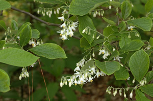 Bigleaf snowbell flowers and foliage on branches